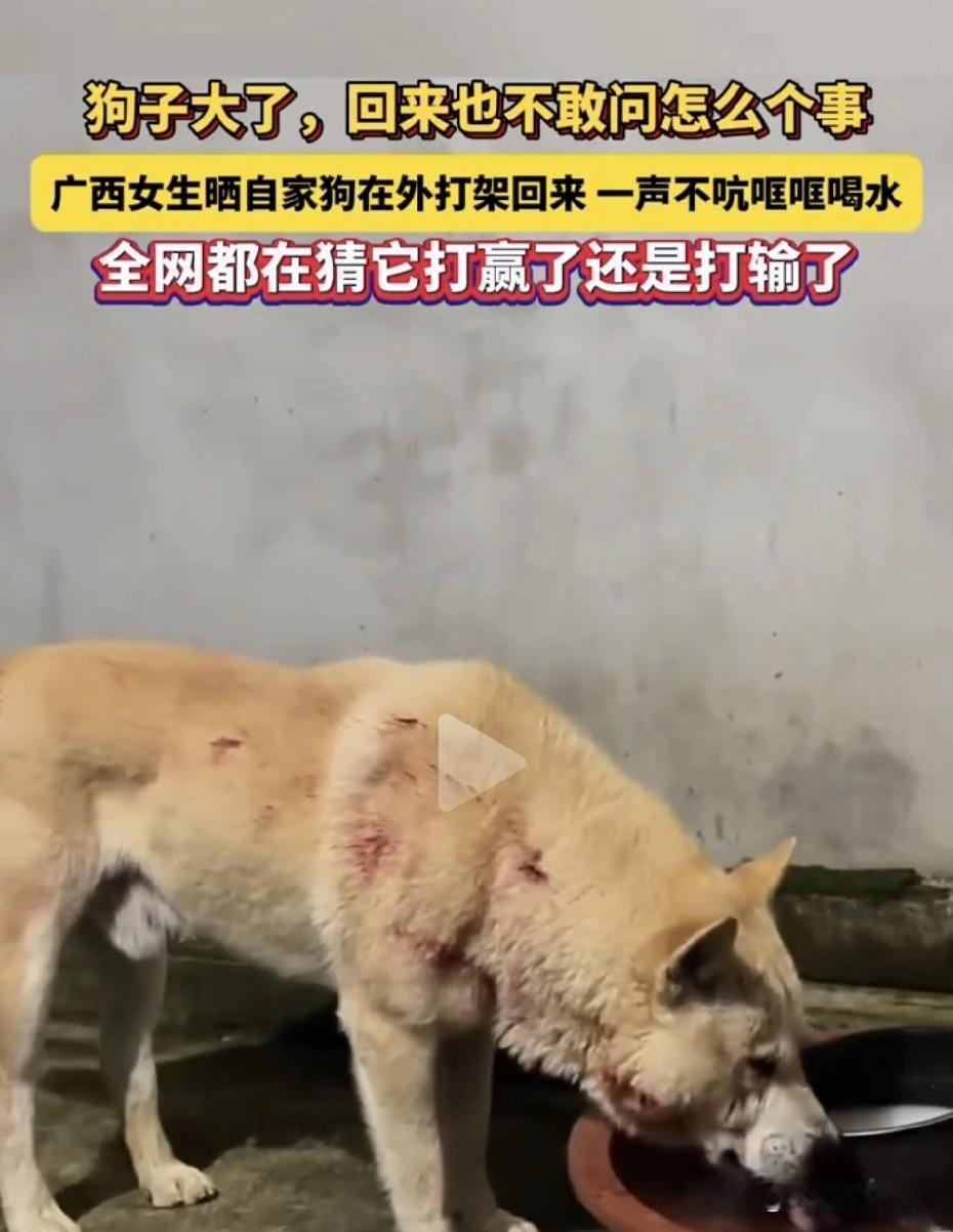 出门遛弯跟别的小狗吵了一架，对峙了半天没分出胜负，分开之后它一路飞奔回家，进门第