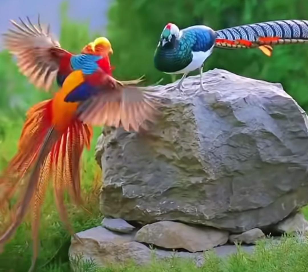 彩凤舞翠羽，孔雀展华姿。