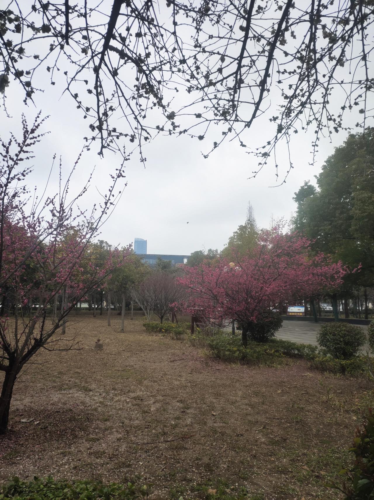 春天的公园，处处生机勃勃，春风轻抚枝头俏，无数朵鲜花竞相绽放，漫步在花海中，感受