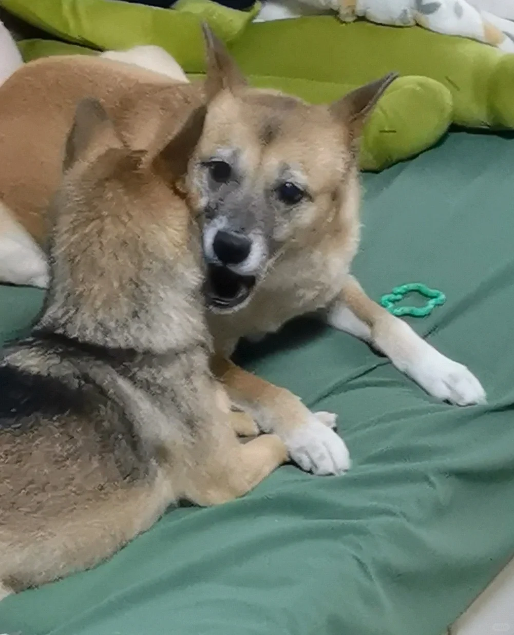 被妹妹烦到自闭