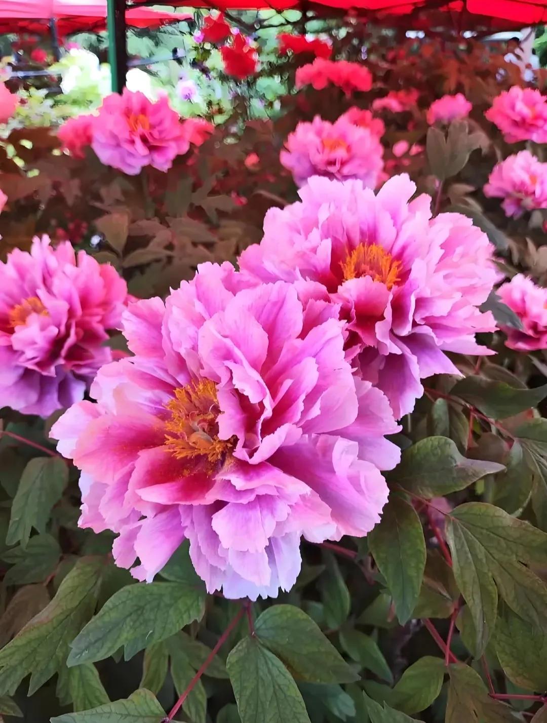 做人就要像花一样，不管有没有人欣赏，你一定要绽放。#爱常在花才会开# #为自己而