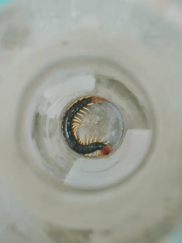 家长称巧克力出现活虫，“一整袋被孩子吃得仅剩一块” 超市赔偿2000元并调查这一