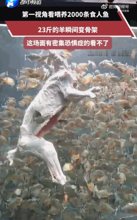 头皮发麻！广东，一博主为了搞出点轰动的大场面，居然把整整23斤重的整羊，直接扔进