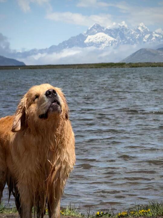 抑郁症和狗｜小狗的生命力远胜所有抗抑郁药