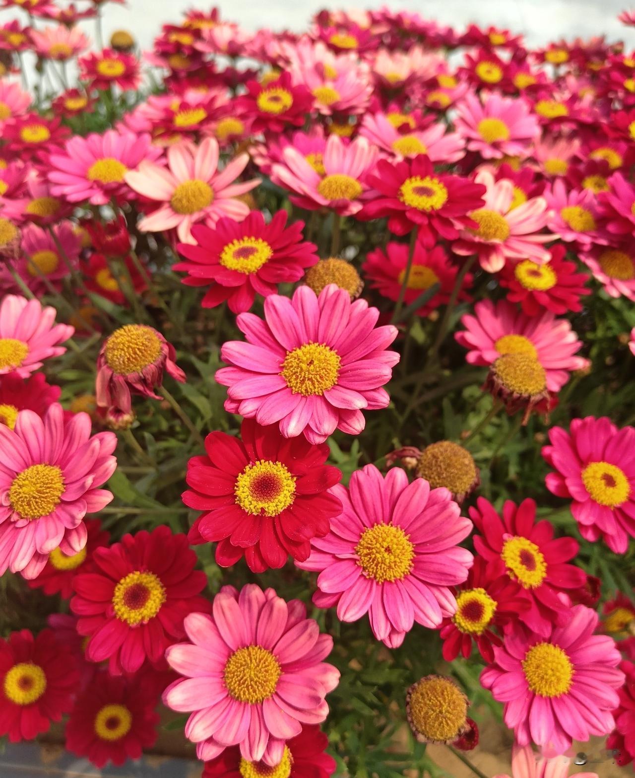 昨天在日坛公园，还看到了特别漂亮的小菊花，小菊花虽然不像牡丹那样的艳丽，但是呢却