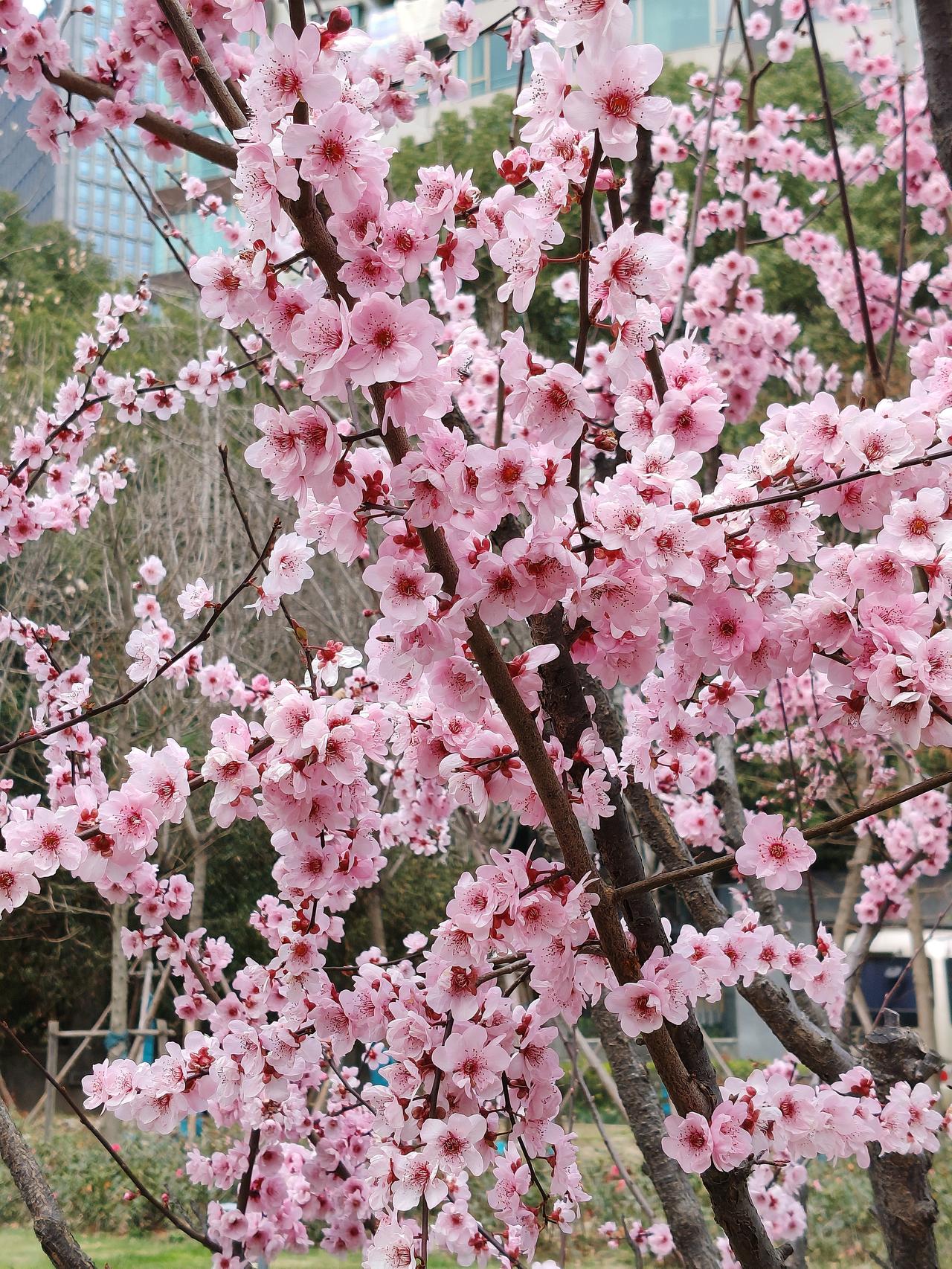 发一张你相册最近拍的花