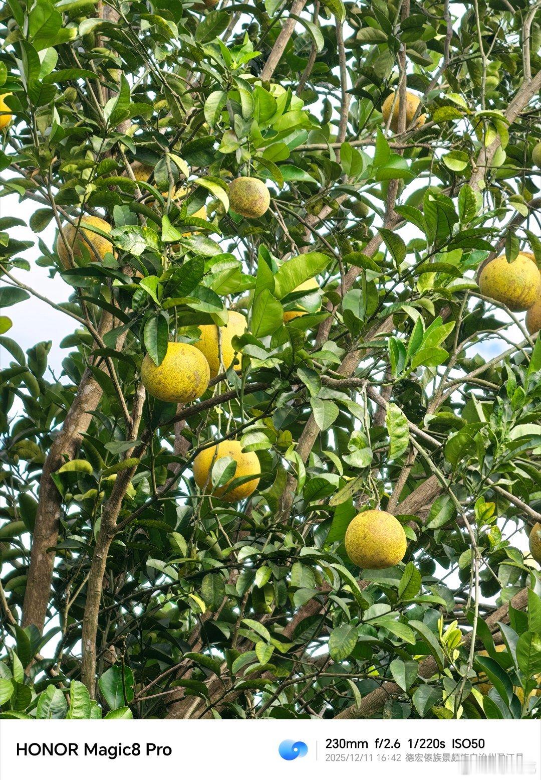 这是什么水果？ 德宏·盈江