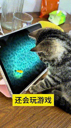 真给我看笑了，现在的小猫咪日子过得也太舒坦了吧。
人家往平板跟前一趴，小爪子扒拉