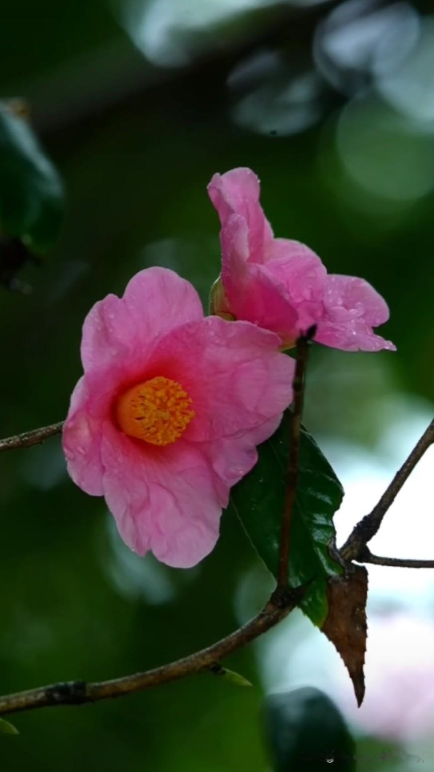 雨后的粉嫩花朵，清新又浪漫。随拍春日花朵 开在骄阳下的花