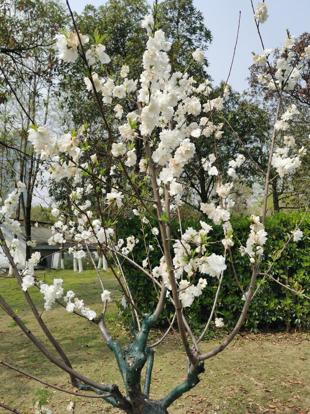 萝卜快跑全城趴窝

前天武汉市发生了一起公共事件，那就是前天晚上，几乎在同一个时