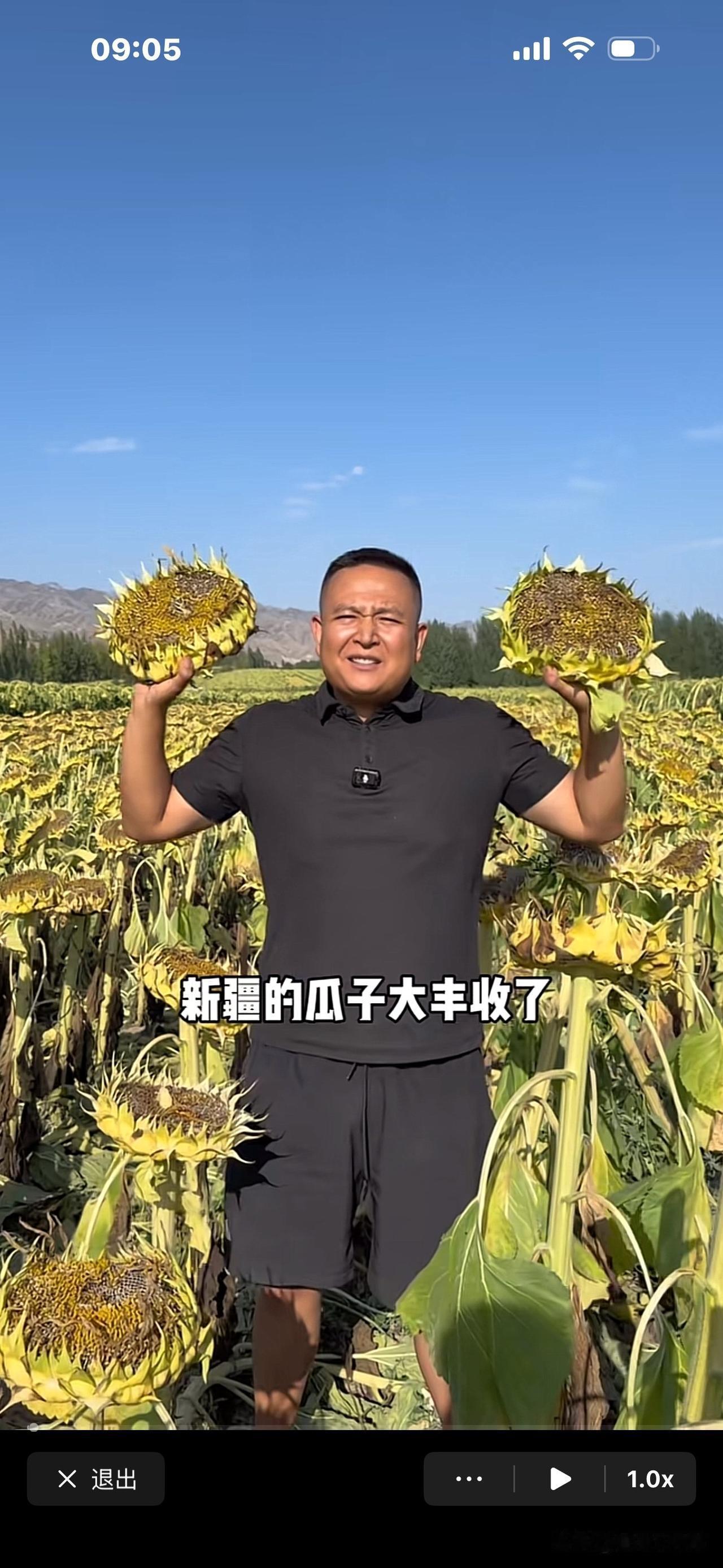 新疆瓜子咋采收的？先砍葵花盘，
斜插到主干上，自然晾晒7天。
一个人一天可砍3､