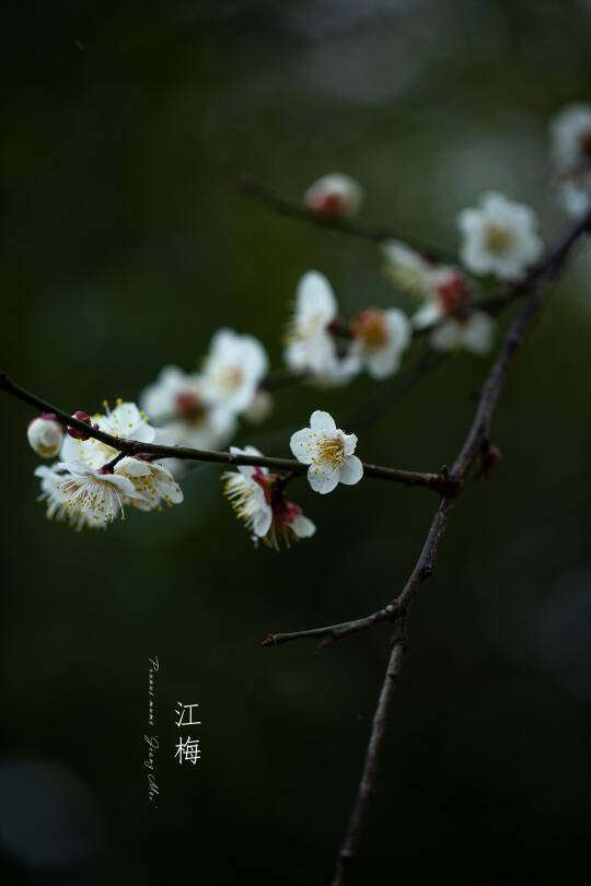 江梅|Prunus mume 'Jiang Mei'