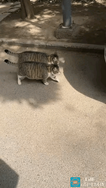 刷到这两只狸花猫散步的画面，第一眼真的容易看花眼。
主人家里养了两只狸花猫，一只