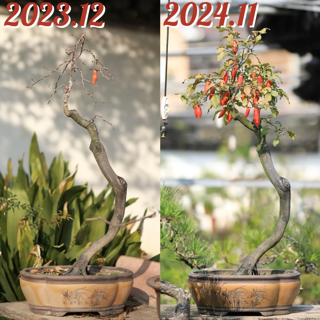 去年1个果关我今年啥事呢
