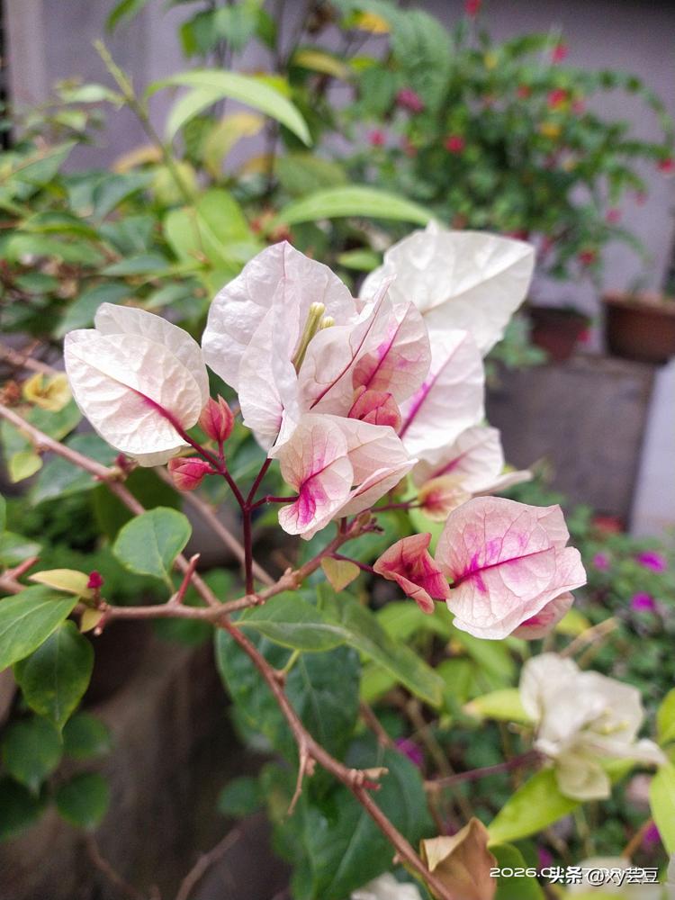 你给婆婆发5000红包被秒退？别傻了，这是她的顶级社交暗语！
上周跟搞家庭社会