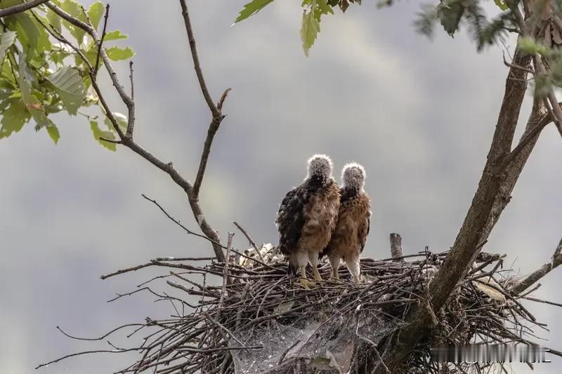 幼鹰若怕摔死，自然难有一飞冲天的时刻。就像人，如果总是给自己留退路，很难有大成就