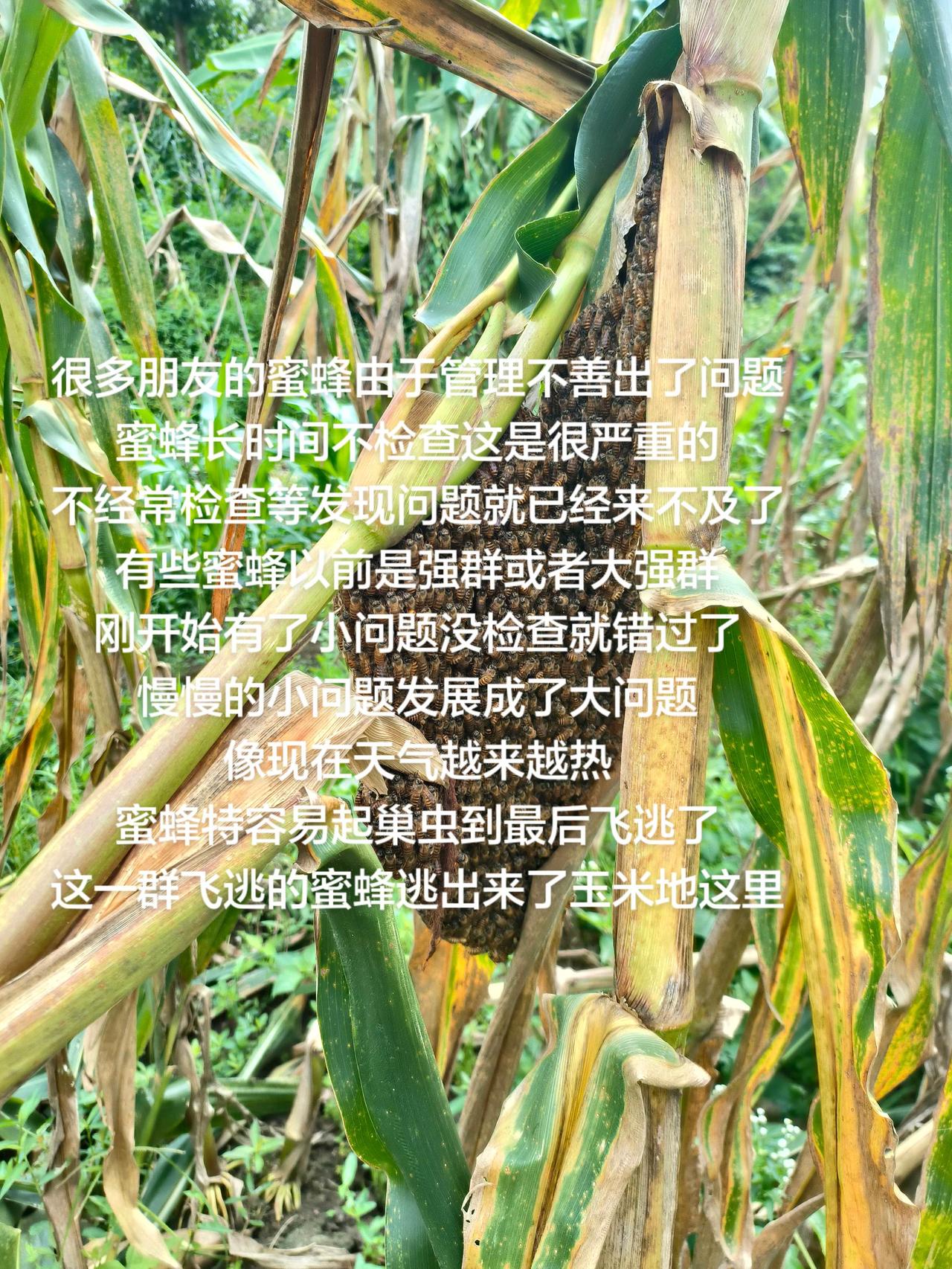 很多朋友的蜜蜂由于管理不善出了问题
蜜蜂长时间不检查这是很严重的
不经常检查等发