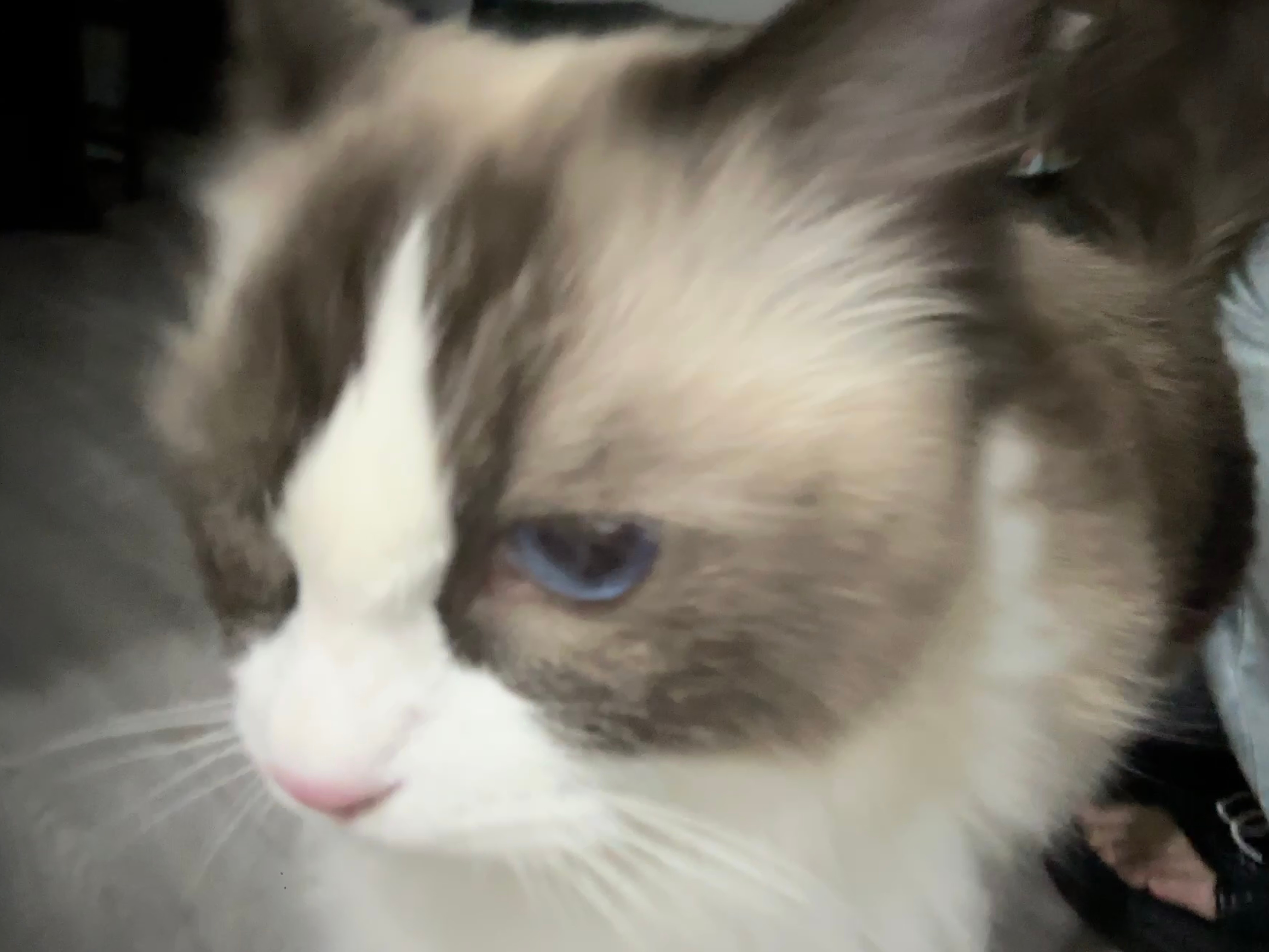 小猫🐱 ​​​