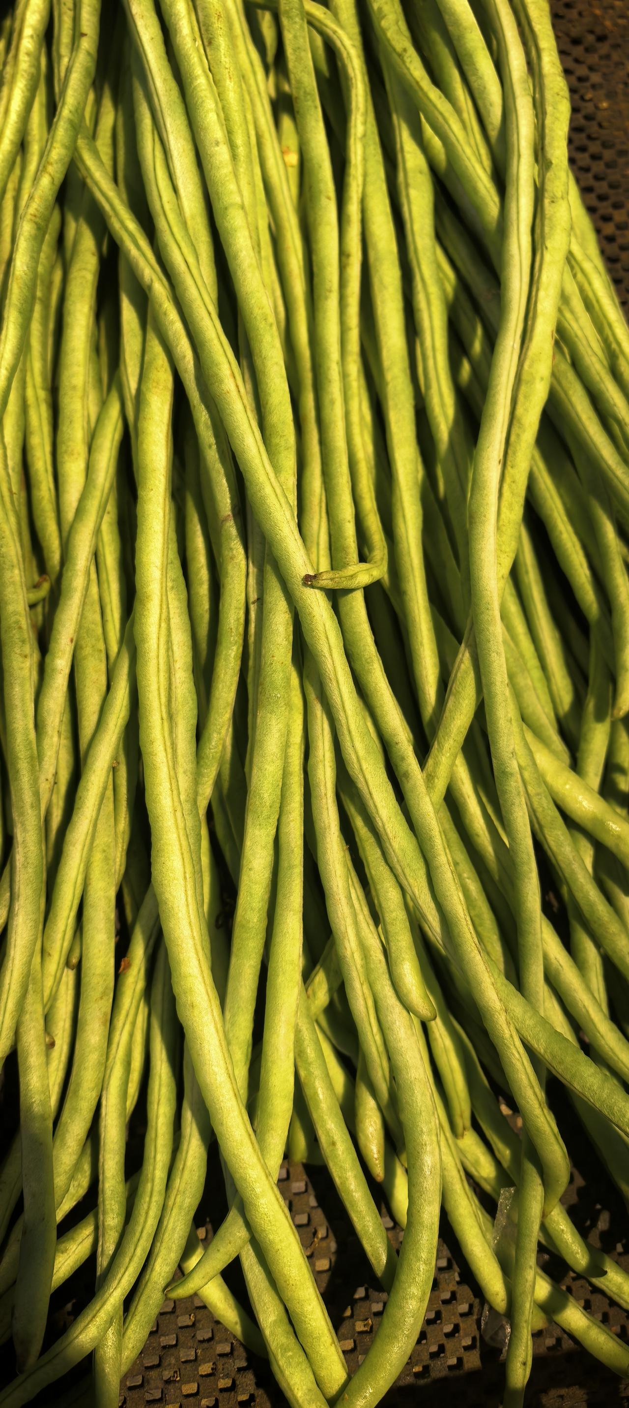 小时候吃的豆角，上面都有很多虫眼子，吃之前都要细细摘很久。现在的豆角，光滑顺溜，