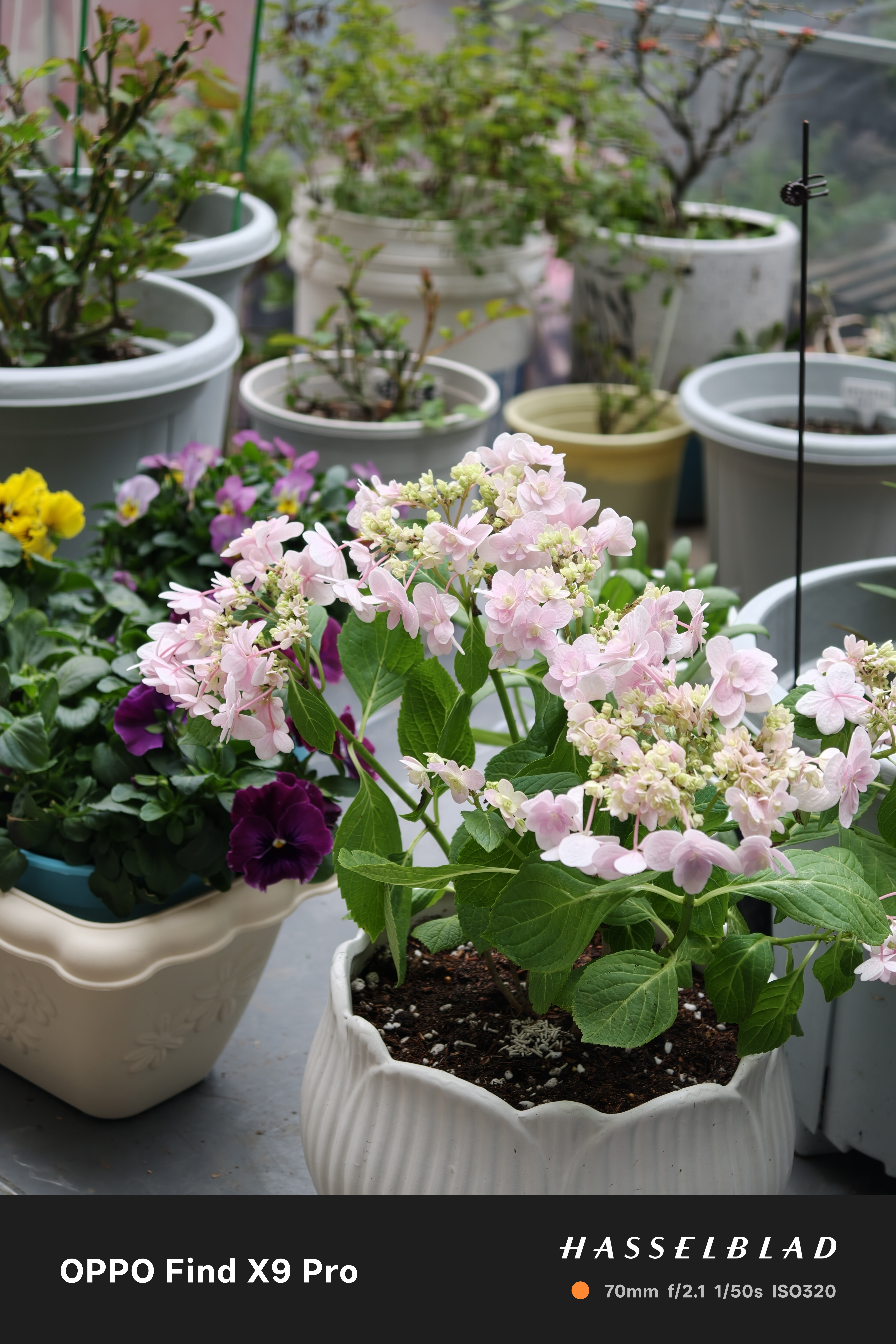 一条plog告别二月春节过后就咔咔买花新买一个绣球品种"佳澄"，还有铁线莲