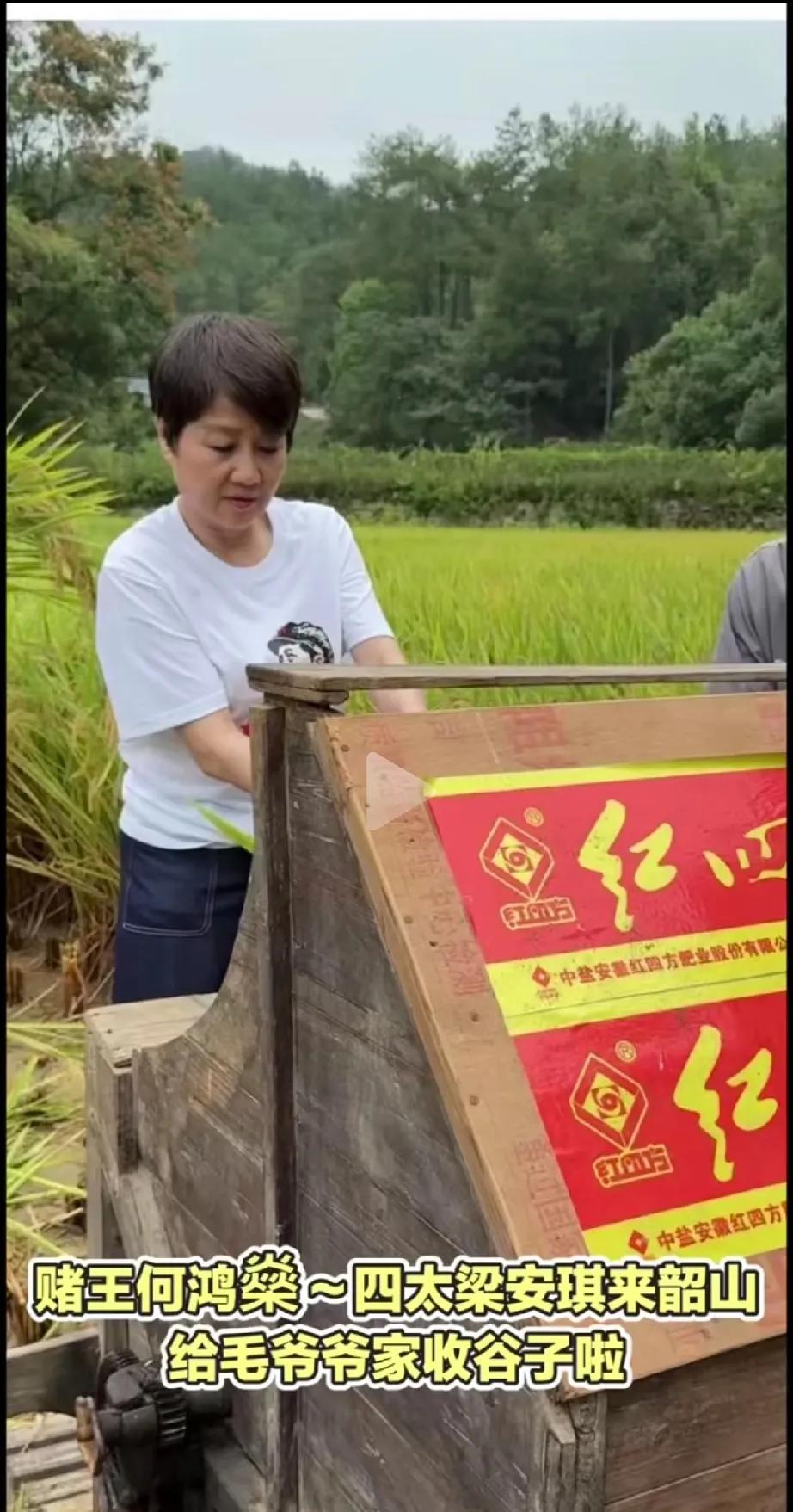 有钱人体验生活，不说是赌王四太粱安琪，还以为是普通人，在收稻谷呢。
