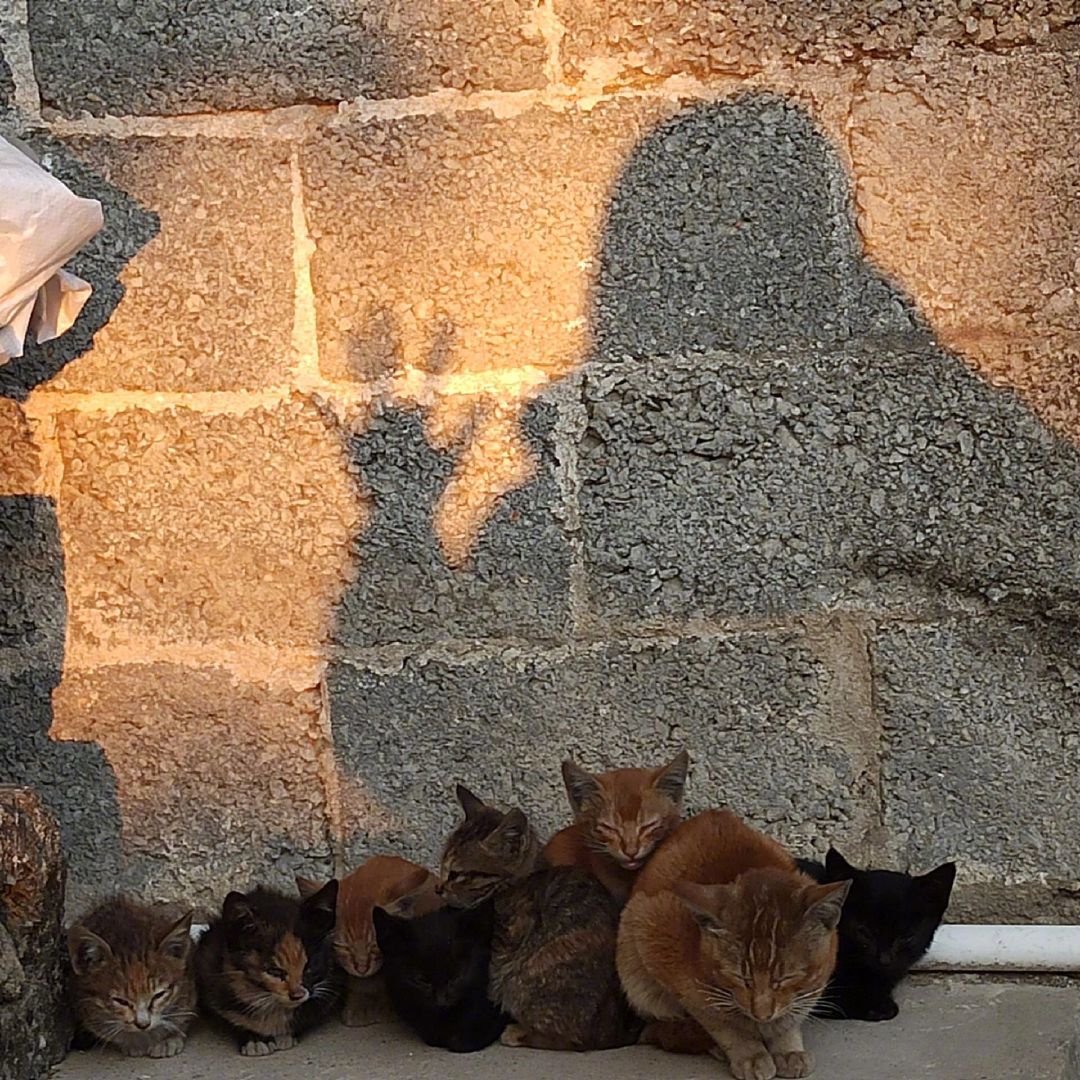 想把你抱进身体里面。猫猫也会抱团取暖