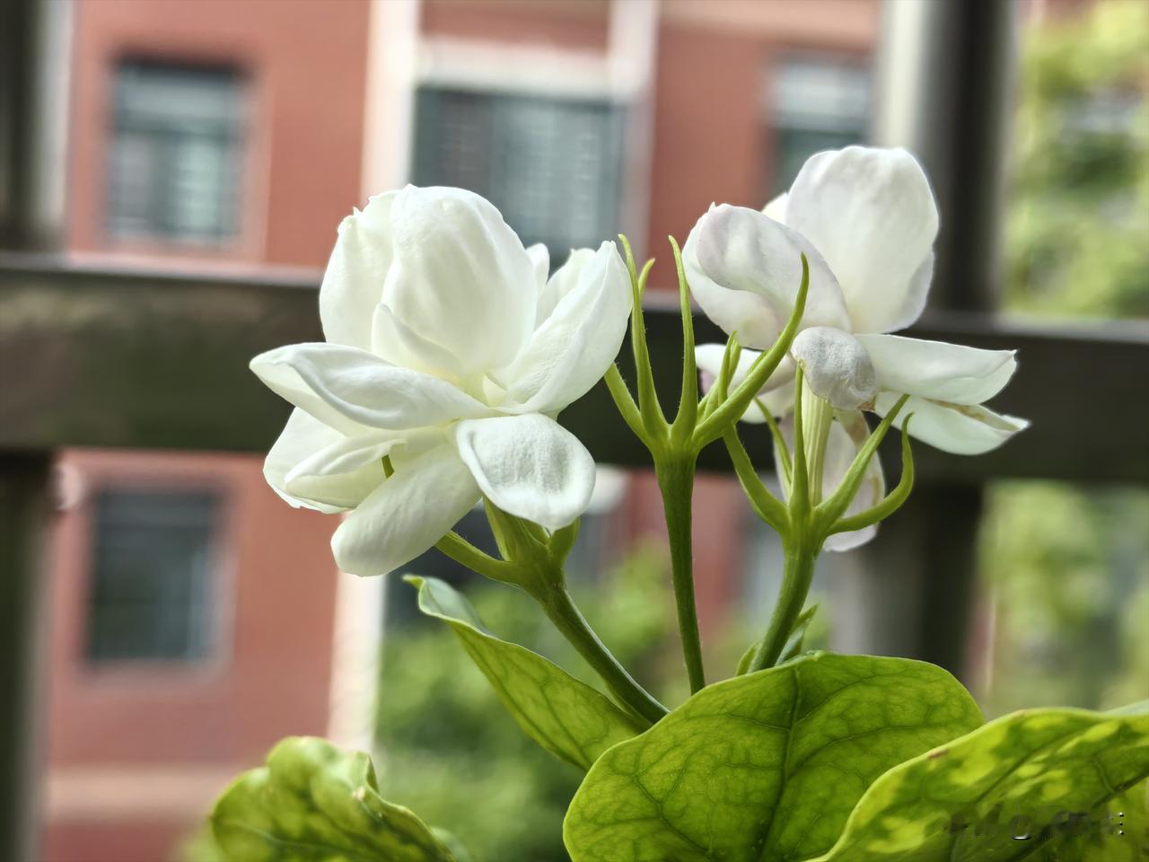 茉莉花的故乡到底在哪里？

人见人爱的茉莉花，估计很多人都不知道，它的原产地并不