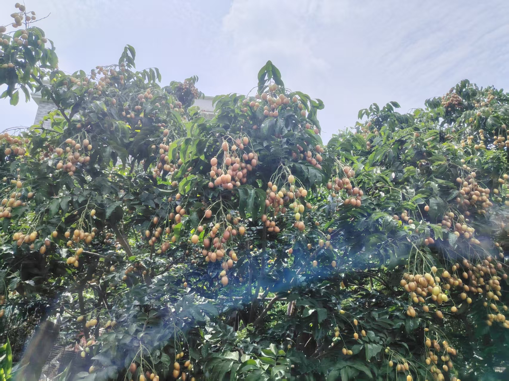 早安，周四愉快~雨天听雨，晴天逐光阴天就等风来，四季轮转总有理由爱这人间 