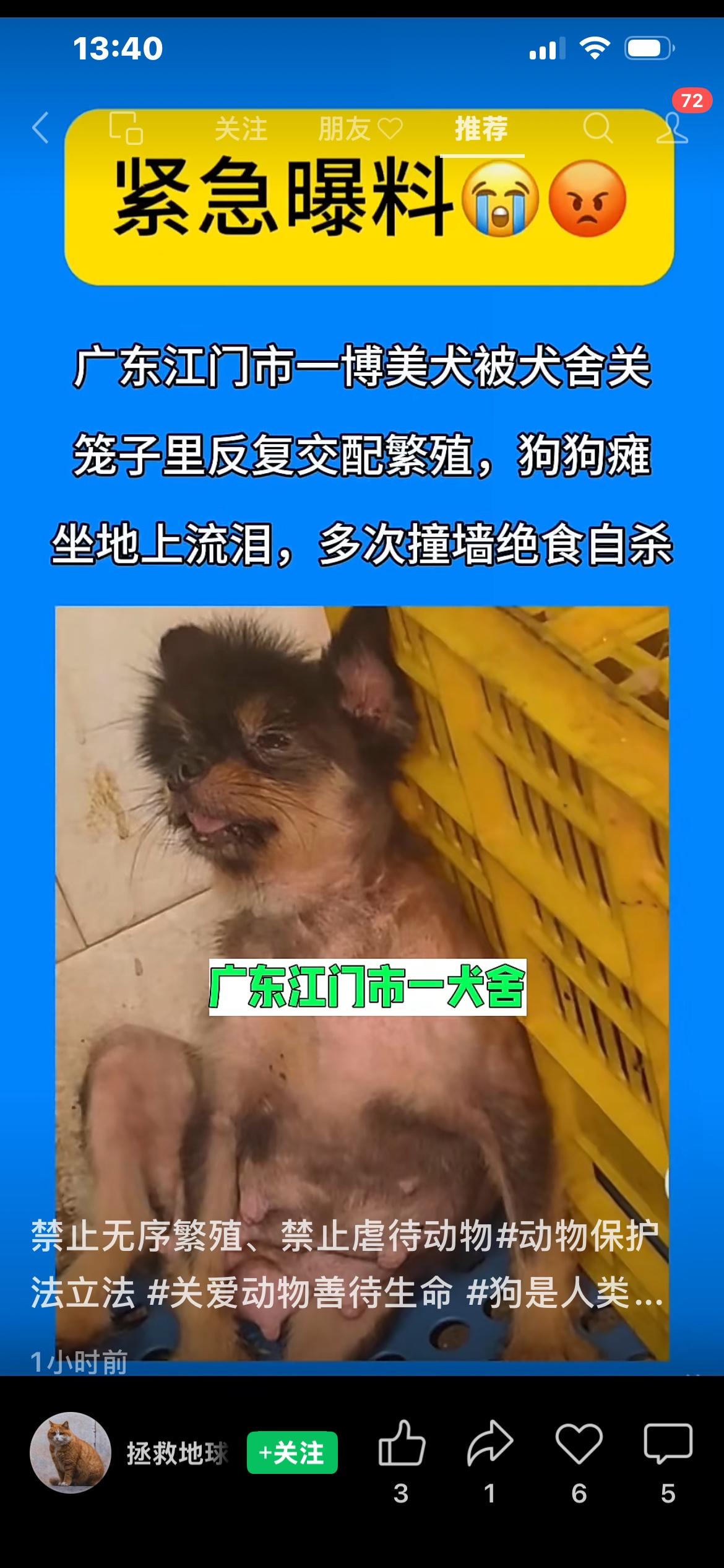 网友爆料，
广东江门市一犬舍，
将一只博美犬囚禁笼中，
反复交配繁殖，
狗狗瘫坐