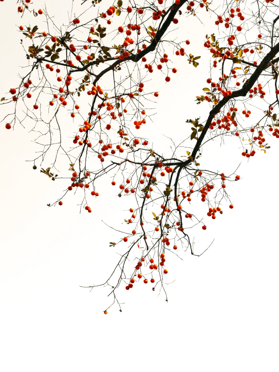 终于明白古人为什么喜欢柿子了