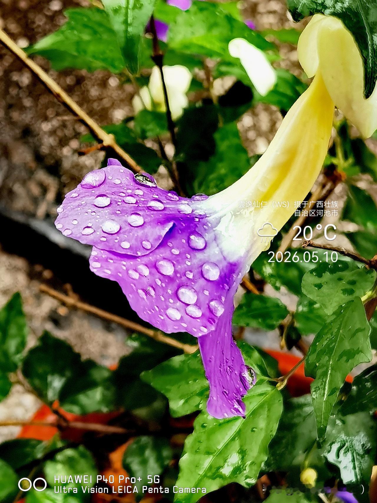 月居生活记录（9721）广西壮族自治区河池市（148）花儿随拍11：直立山牵牛、