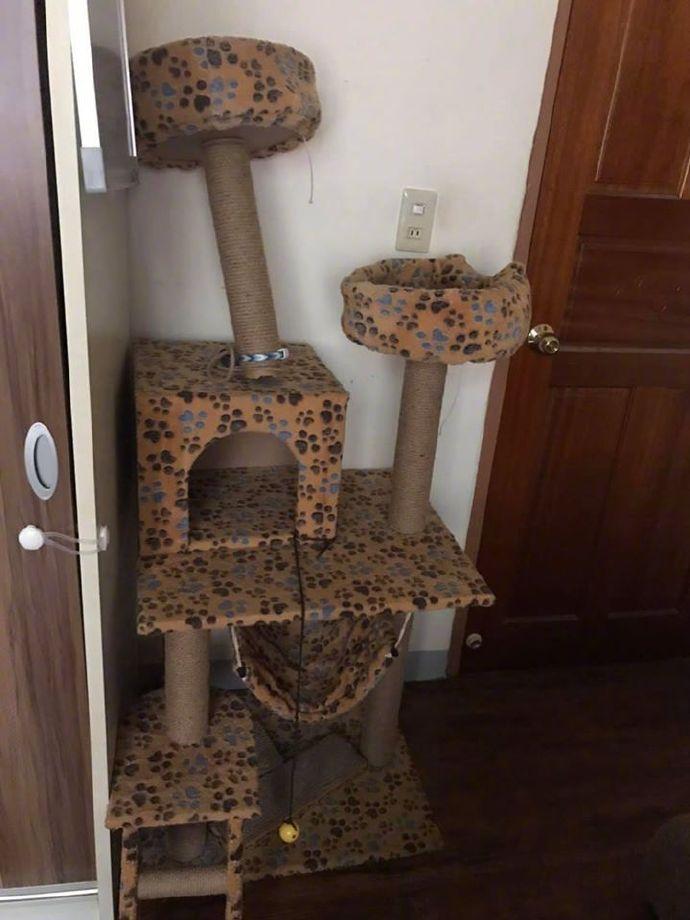 主人为了证明家里猫的脚力有多大，于是发了这几张照片，被踹到肯定非死即伤啊！