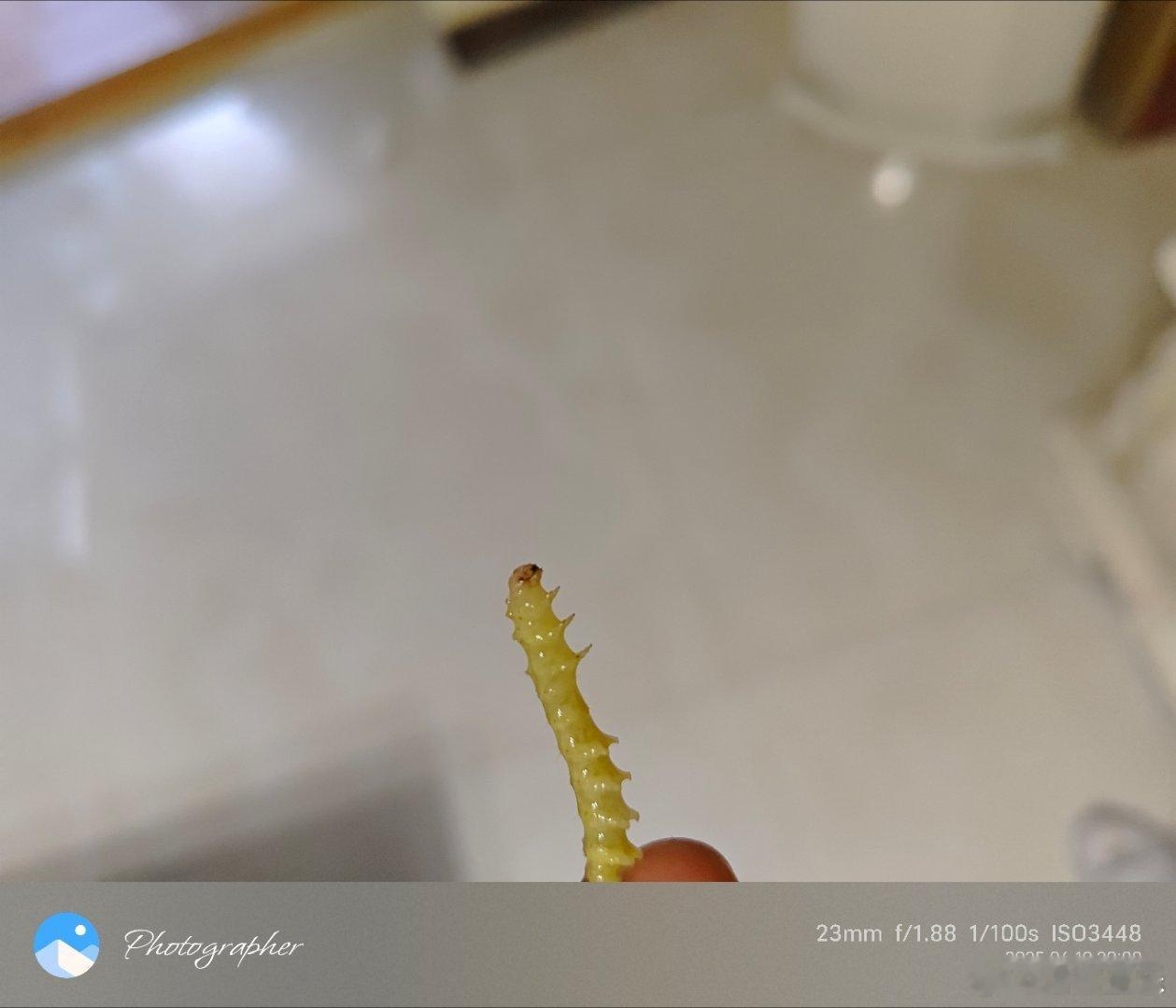 开始没发现豇豆里送了蛋白质，这一根够两条金鱼吃一顿了！蛋白质‌成都生活[超话] 