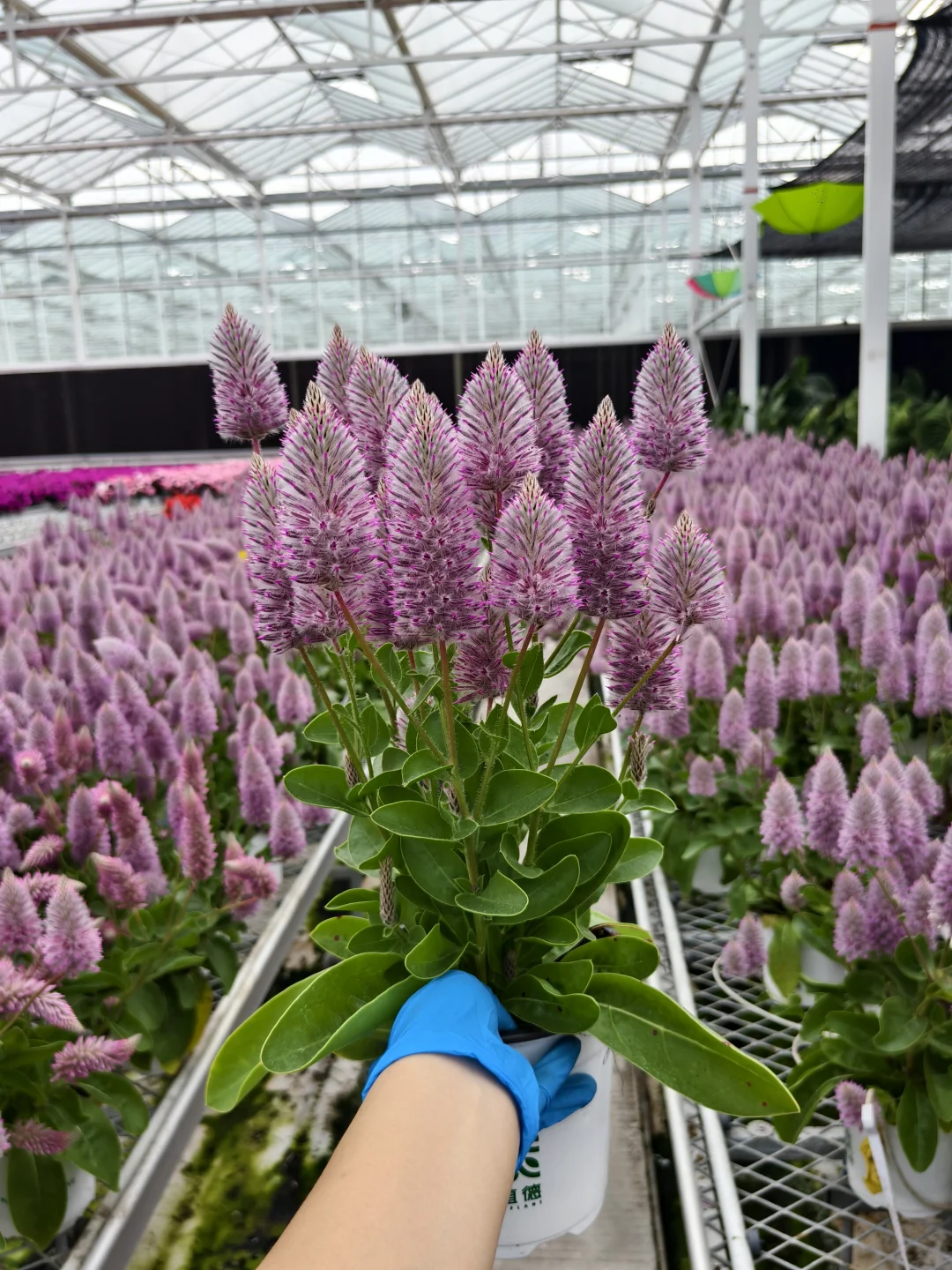 现在的澳洲狐尾真的太好rua啦～