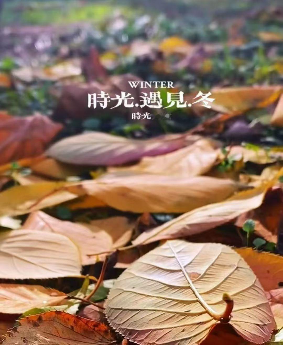 又是一年落叶时风已经有了冬天的味道愿每个努力生活的人 各有各的风雨灿烂每一个清淡