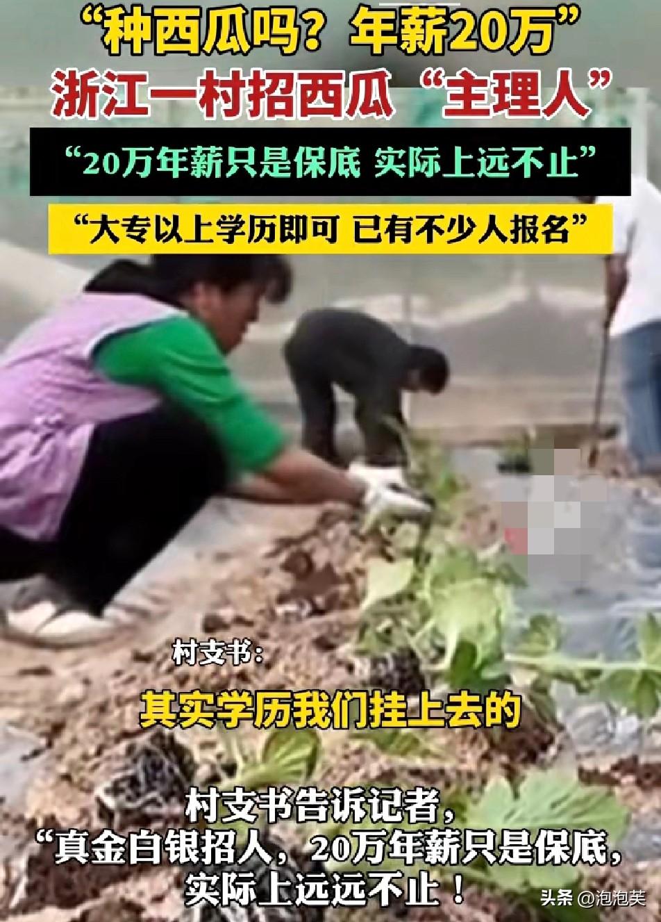 年薪20万招种瓜主理人

别再拿“学历”框住新农业了
 
浙江一个村，直接甩出2