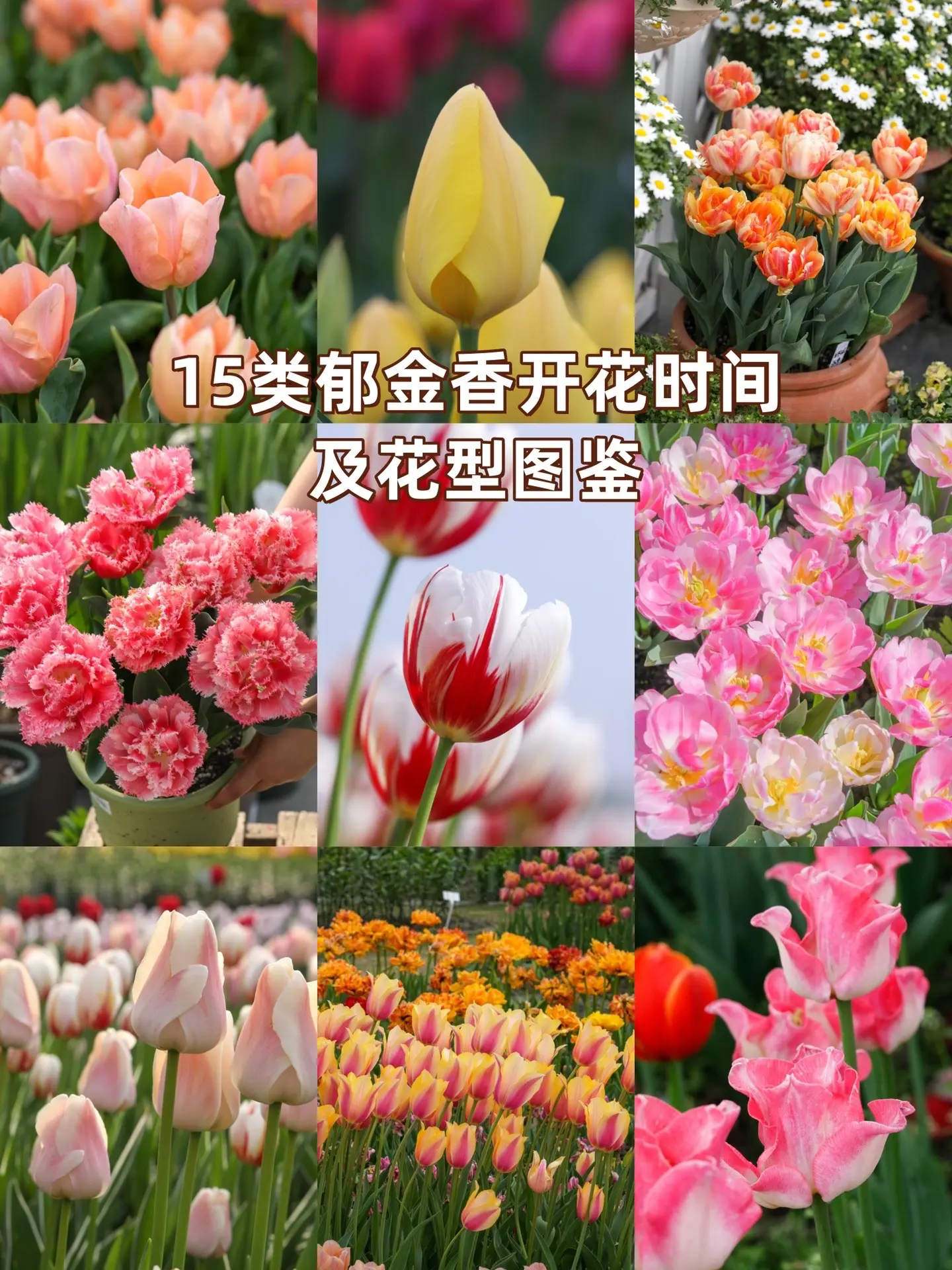 15类郁金香开花时间及花型图鉴。【早春】 单瓣早花（花头稍尖，花为杯型...