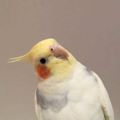 小鸟可爱🦜 