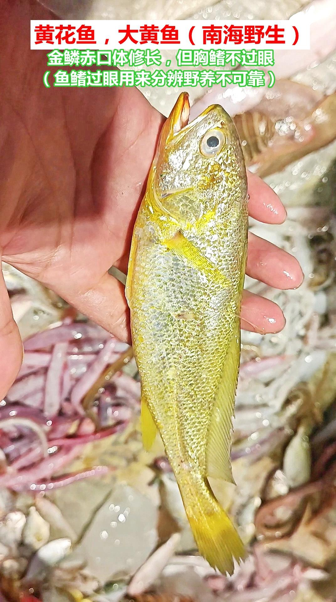 市场认鱼：胸鳍过眼分野养大黄，不可靠(6P)

湛江霞山东堤水产品批发市场，地摊