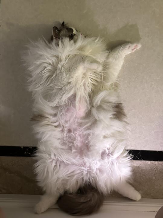 全球布偶统一躺姿