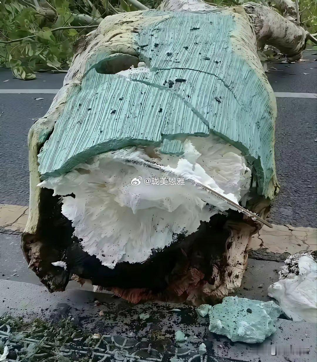 竟然还有泡沫树，关键那上面还长着绿叶也不知道这玩意是怎么长出来的？ 