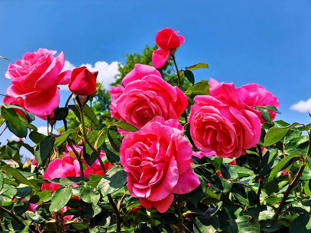 粉艳玫瑰映碧空，芳华似锦映长空。🌹🌸