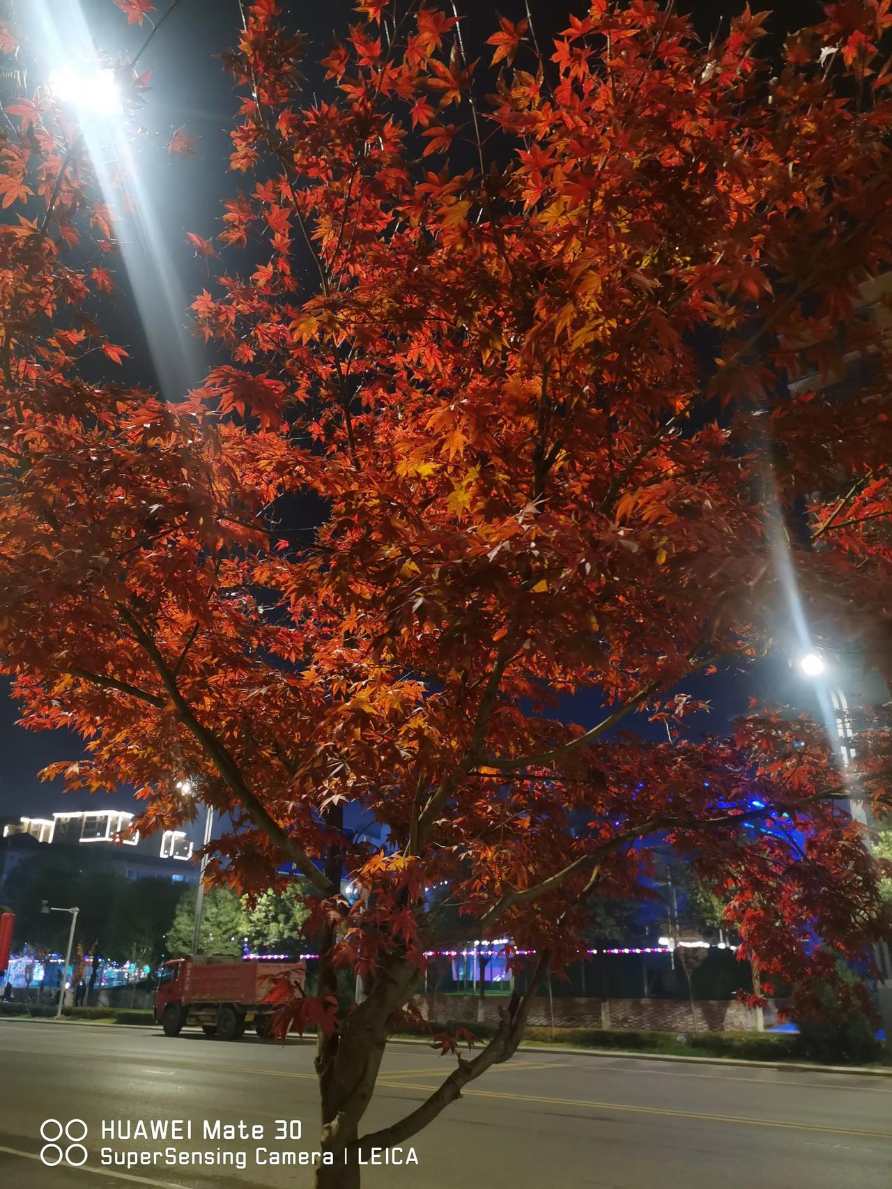 沁园春   恨
故地重游
庭院深深
独立独步
看上下远近
楼台砖几
玉树森立
未