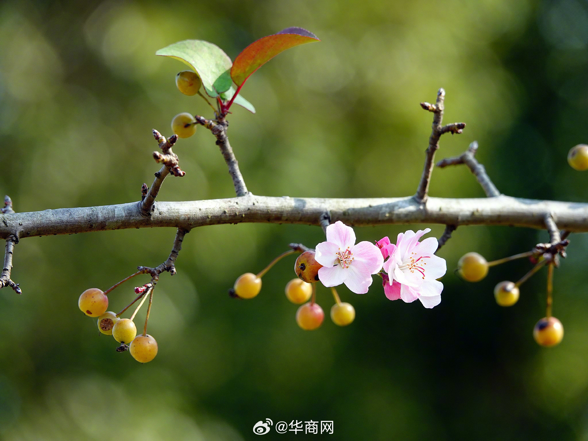 #三秦暮鼓# 【#湖北海棠花果同枝争艳#】近日，湖北宜昌三峡坝区西陵大道绿化带里