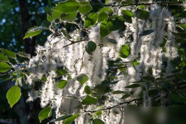 每年春天被杨树毛毛粘得衣服、宠物都“白花花”的，谁懂这种崩溃！三月到五月杨絮飘得