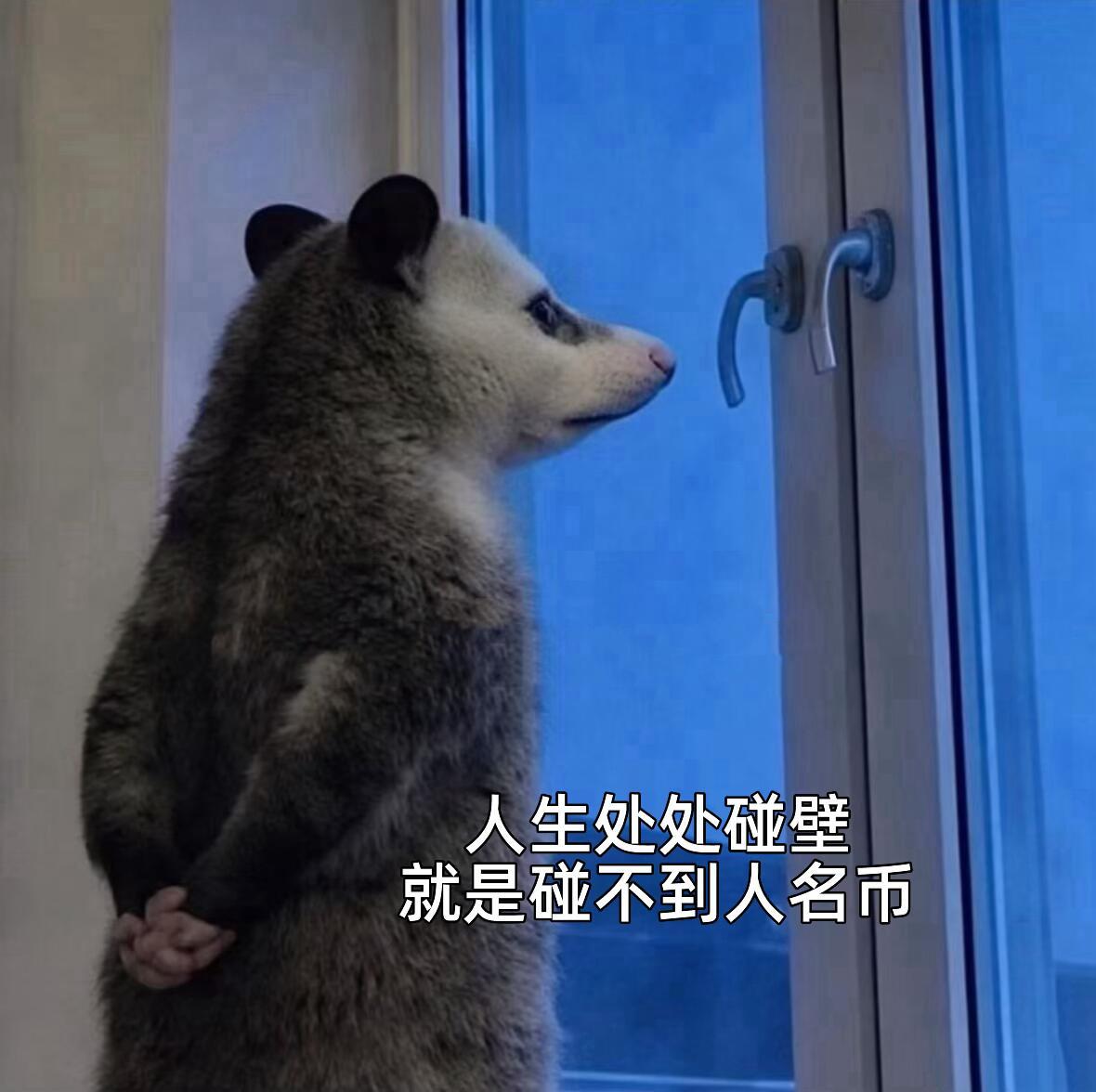 哈哈哈哈哈负鼠表情包笑死我了 
