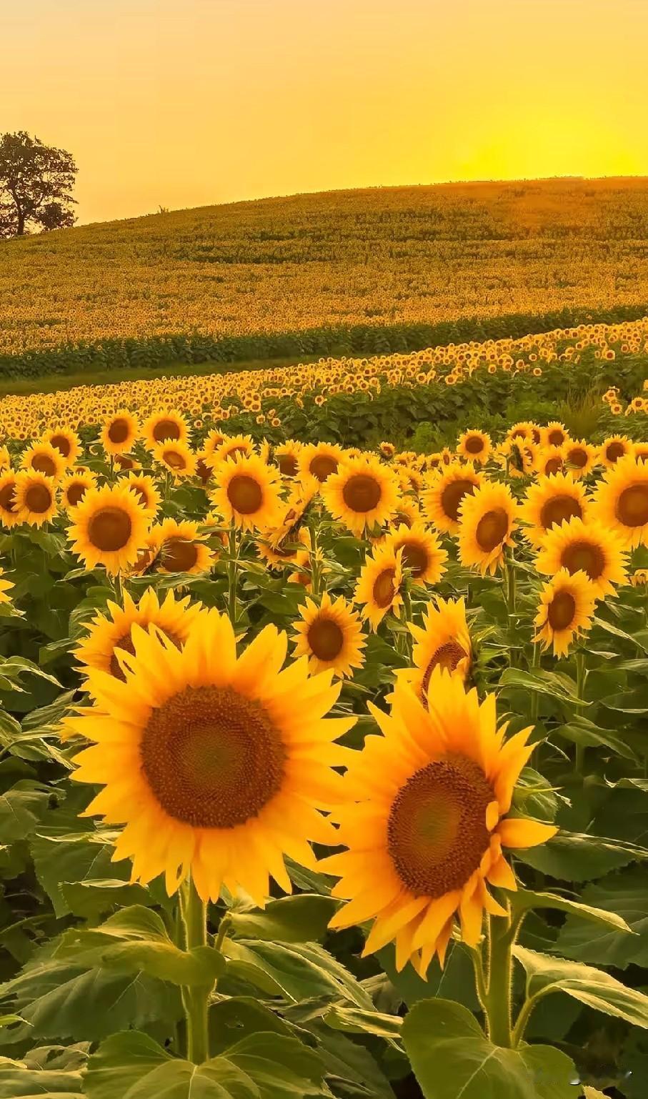 𓆝⸝⸝⸝ғɪɴᴇ

马上2026啦，想对最爱的你说：
 
遇见你，真的太好啦！