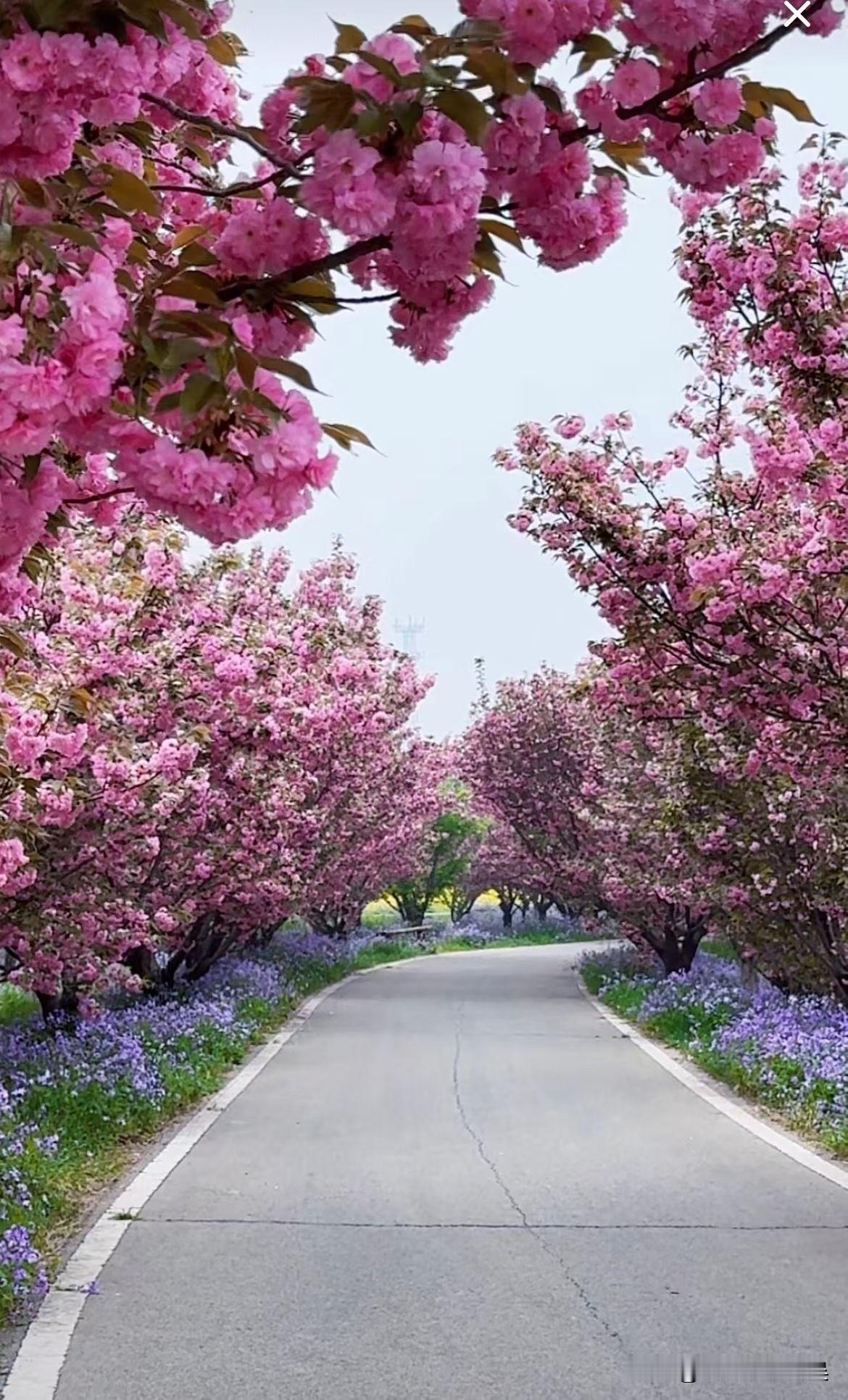 春风拂面，花开正好，趁着好天气出门走走，看看枝头新芽，闻闻路边花香。放慢脚步，感