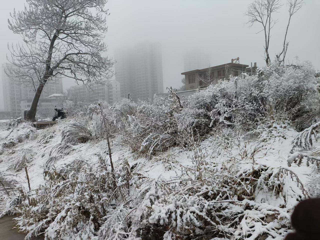树枝雪景雾锁寒城，雪覆荒坡，天地一色，静美无言。