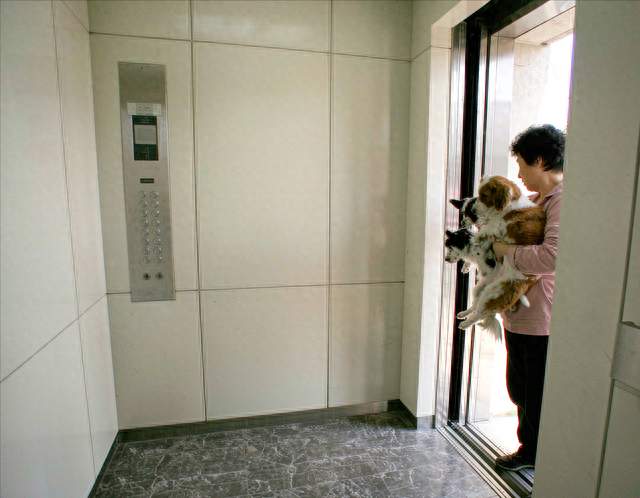 甘肃一位女士在电梯里抱着两只狗面壁，这个动作为啥被夸上热搜？